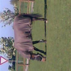 Dansk Varmblod Flying Z II