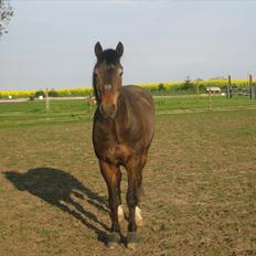 New Forest Frederik<3<3 R.I.P