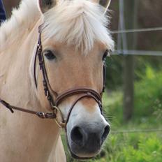 Fjordhest Prins - I miss u :'(