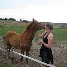 Dansk Varmblod Hoelgaards Simply Red