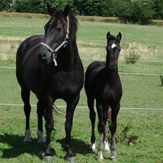 Anden særlig race musse