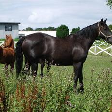 Anden særlig race musse