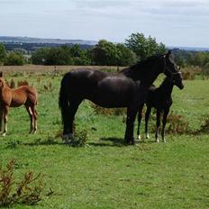 Anden særlig race musse