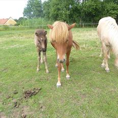 Islænder Lilja fra Worregård solgt 