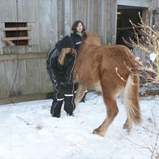 Islænder Lilja fra Worregård solgt 
