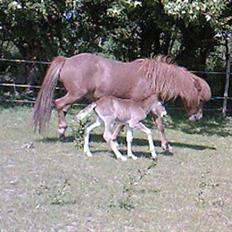 Islænder Askja fra Spillehuset R.I.P