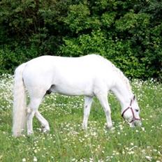 Connemara Haahr's Antony