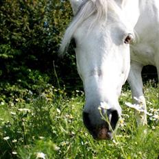 Connemara Haahr's Antony