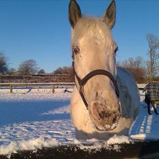 Knabstrupper Zenya Chanel SOLGT