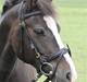 New Forest Pelé