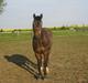 New Forest Frederik<3<3 R.I.P