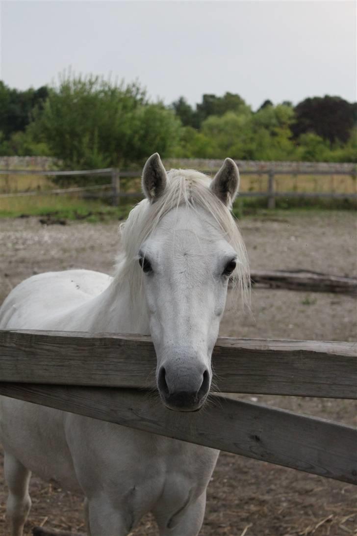 Welsh Mountain (sec A) * Prinsesse Perle <'3 RIP billede 20