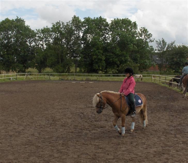 Welsh Mountain (sec A) Balto billede 1