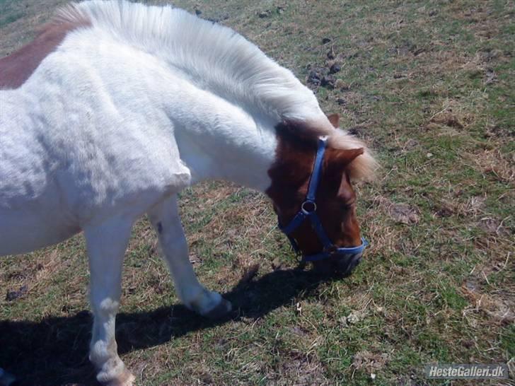 Anden særlig race KLAUS - SOLGT :'(<3 - jeg savner dig! foto; stine. billede 8