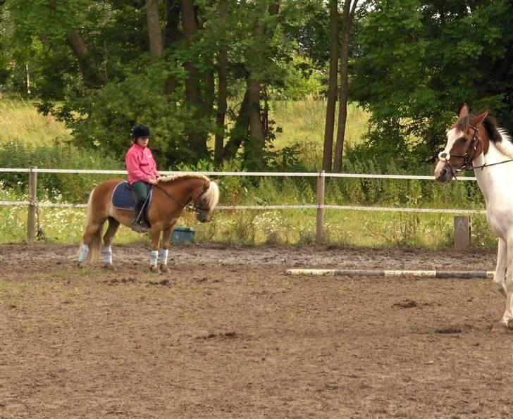 Welsh Mountain (sec A) Balto billede 2