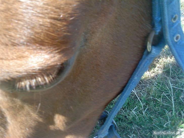 Anden særlig race KLAUS - SOLGT :'(<3 - du er guúde skøn! foto; stine. billede 9