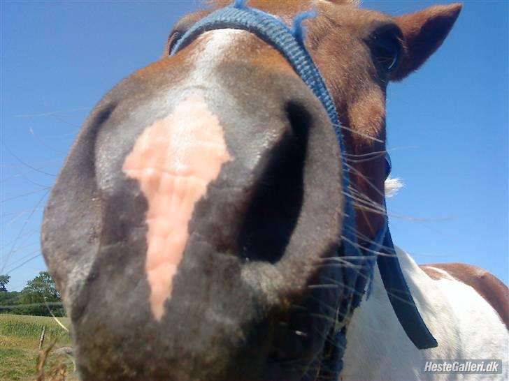 Anden særlig race KLAUS - SOLGT :'(<3 - missyá babybóy. billede 11