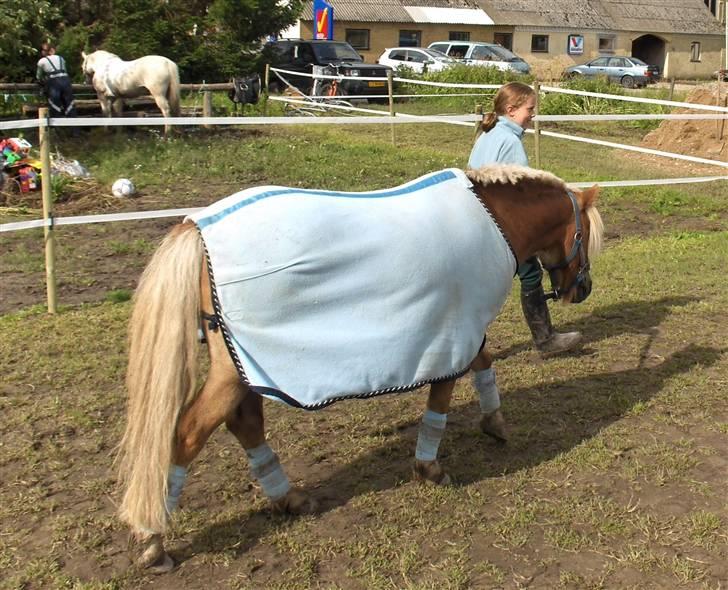 Welsh Mountain (sec A) Balto billede 3