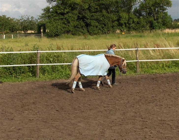 Welsh Mountain (sec A) Balto billede 4