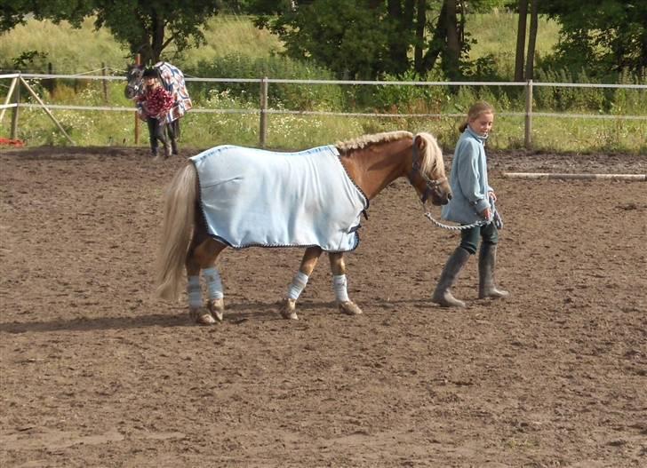Welsh Mountain (sec A) Balto billede 5