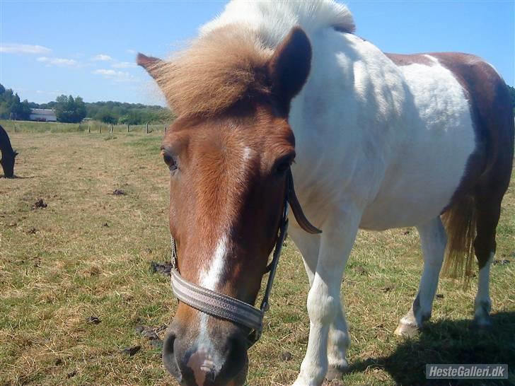 Anden særlig race KLAUS - SOLGT :'(<3 - du den bedste!<3 billede 12