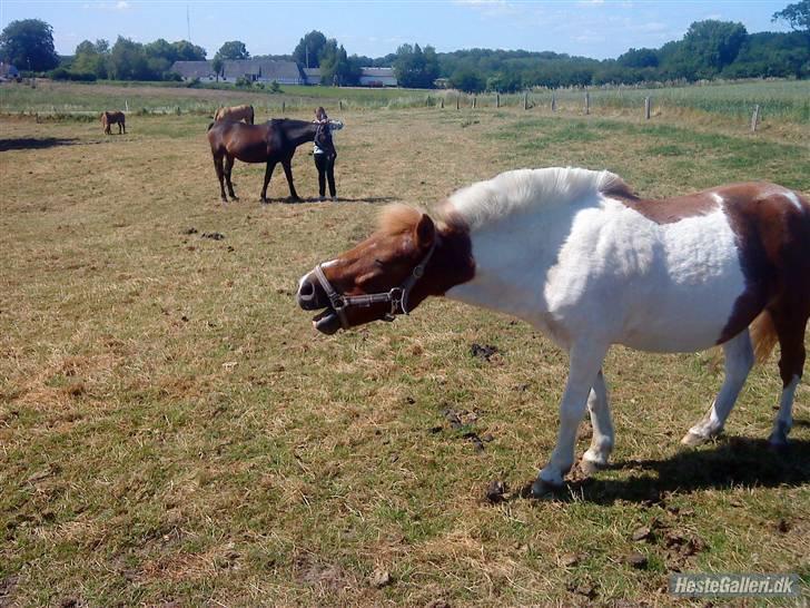 Anden særlig race KLAUS - SOLGT :'(<3 - Mega grineren billede.  billede 13