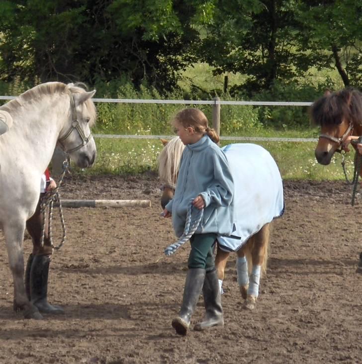 Welsh Mountain (sec A) Balto billede 6