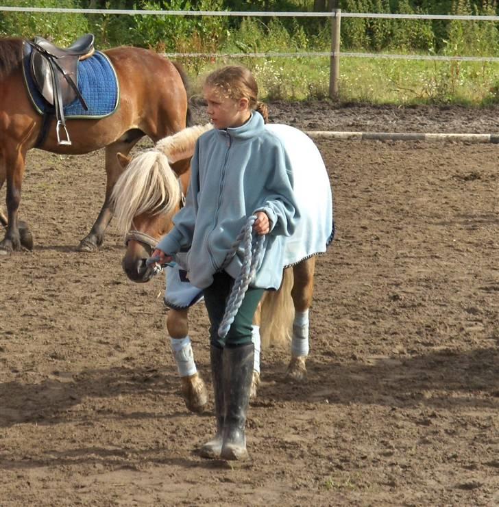 Welsh Mountain (sec A) Balto billede 7