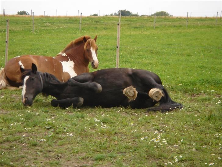 Tinker Miss I´Will - I Will og bubber (: billede 7