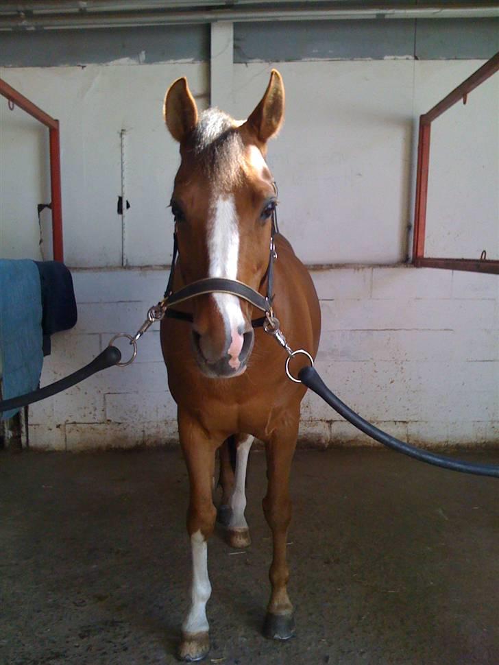 Anden særlig race Fantasi  - Tak fordi i kiggede<3 Læg endelig en kommentar elller selvfølgelig en bedømmelse, det vil vi bare elske :D Han er til salg..  billede 18