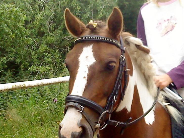 Anden særlig race Lady<3 - <3 billede 4