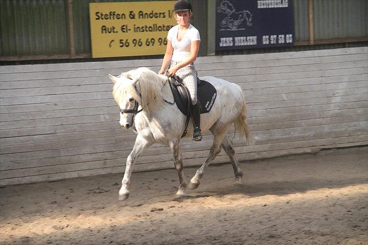 Connemara Solvangs Bassil - En tur i ridehallen. :-) billede 7