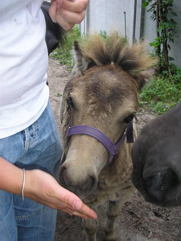 Shetlænder Yvonnes Fiona billede 14
