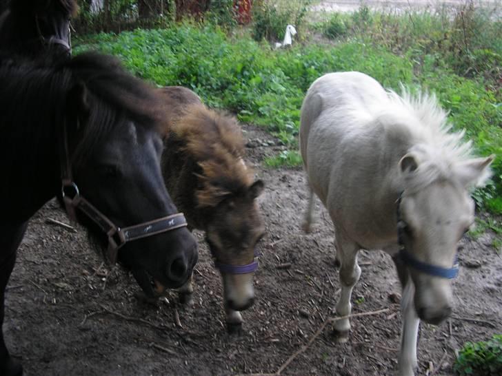 Shetlænder Yvonnes Fiona - Flicka (mor), Fiona og halvsøster Stella billede 15
