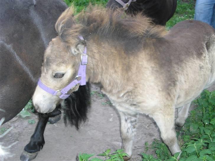Shetlænder Yvonnes Fiona billede 16