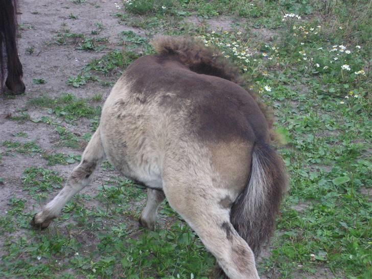 Shetlænder Yvonnes Fiona - Er ved at smide sin baby pels, så kommer der en helt ny farve billede 17