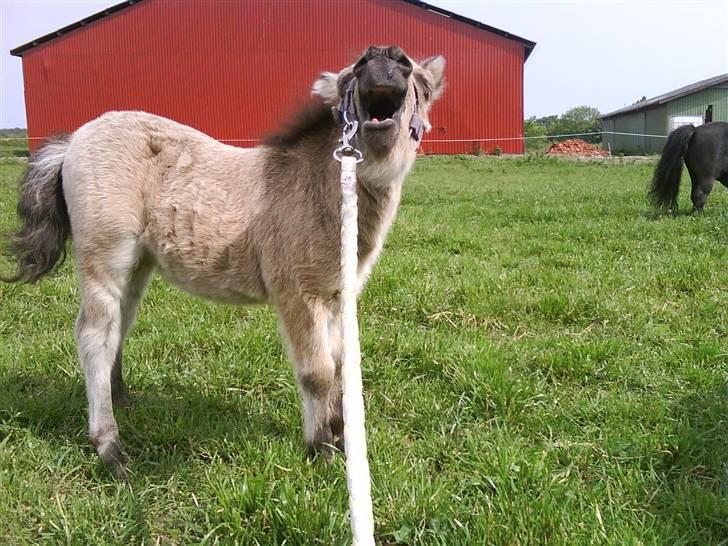 Shetlænder Yvonnes Fiona - "slip jeg vil blive her" billede 18