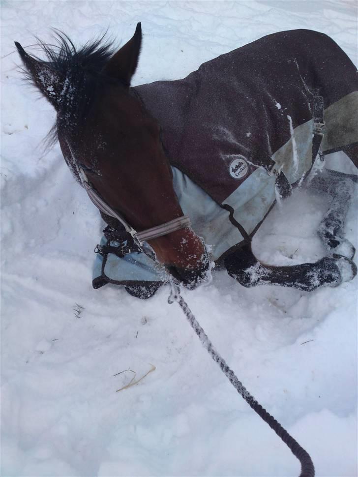 Anden særlig race Færch's Lady | gl. part. R.I.P  - Lady syntes lige hun skulle rulle sig, efter en gåtur i sneen <3 billede 17