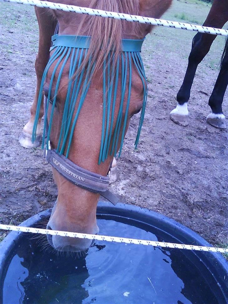 Traver Faun  (lån) billede 16