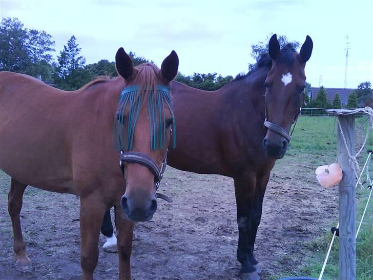 Traver Faun  (lån) - Faun og hans nye foldkammerat Kalinka billede 17