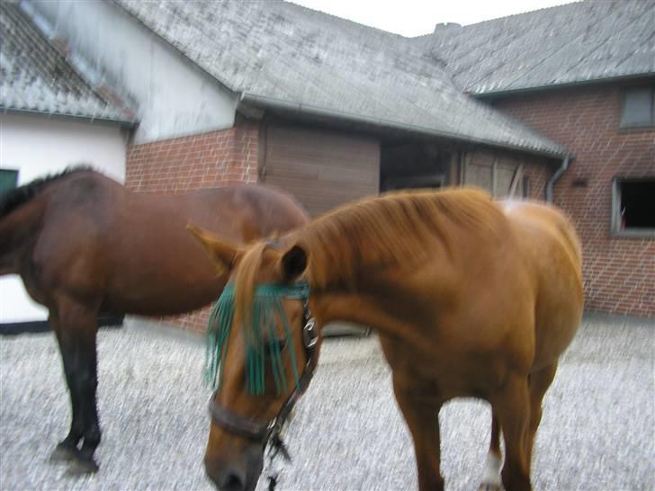 Traver Faun  (lån) billede 19