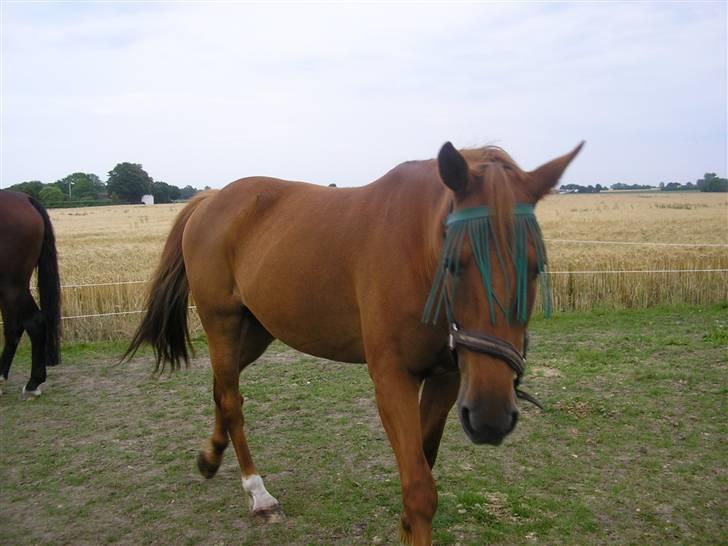 Traver Faun  (lån) - Fin og ny vasket billede 20