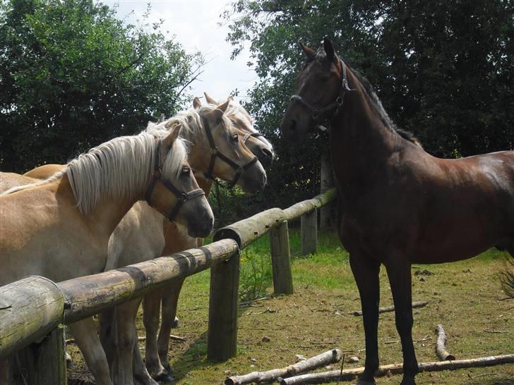 Anden særlig race Winston billede 2