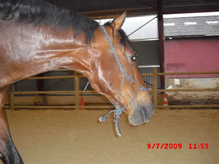 Anden særlig race Winston billede 4