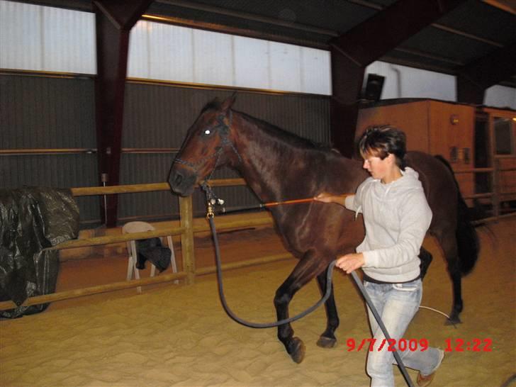 Anden særlig race Winston billede 5