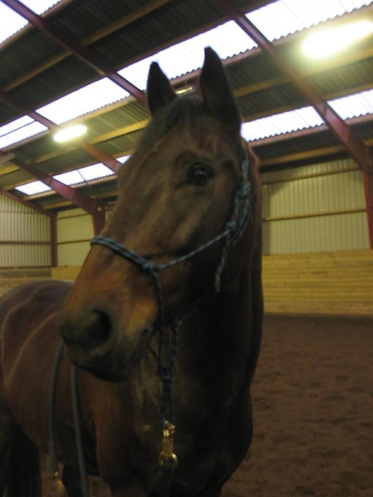 Anden særlig race Winston billede 6