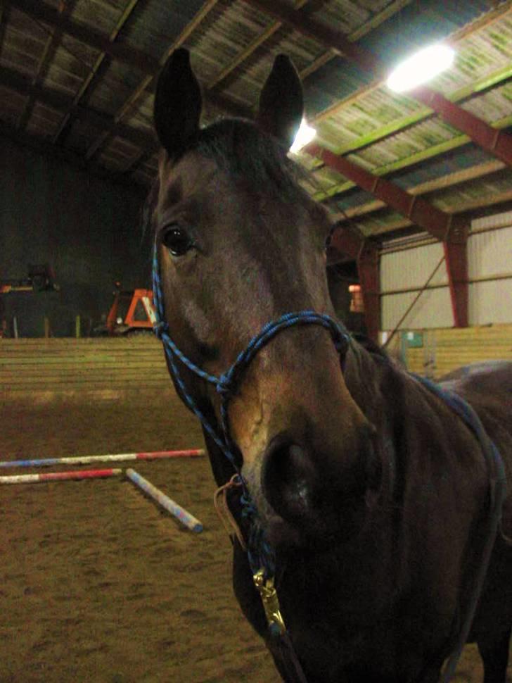 Anden særlig race Winston billede 7