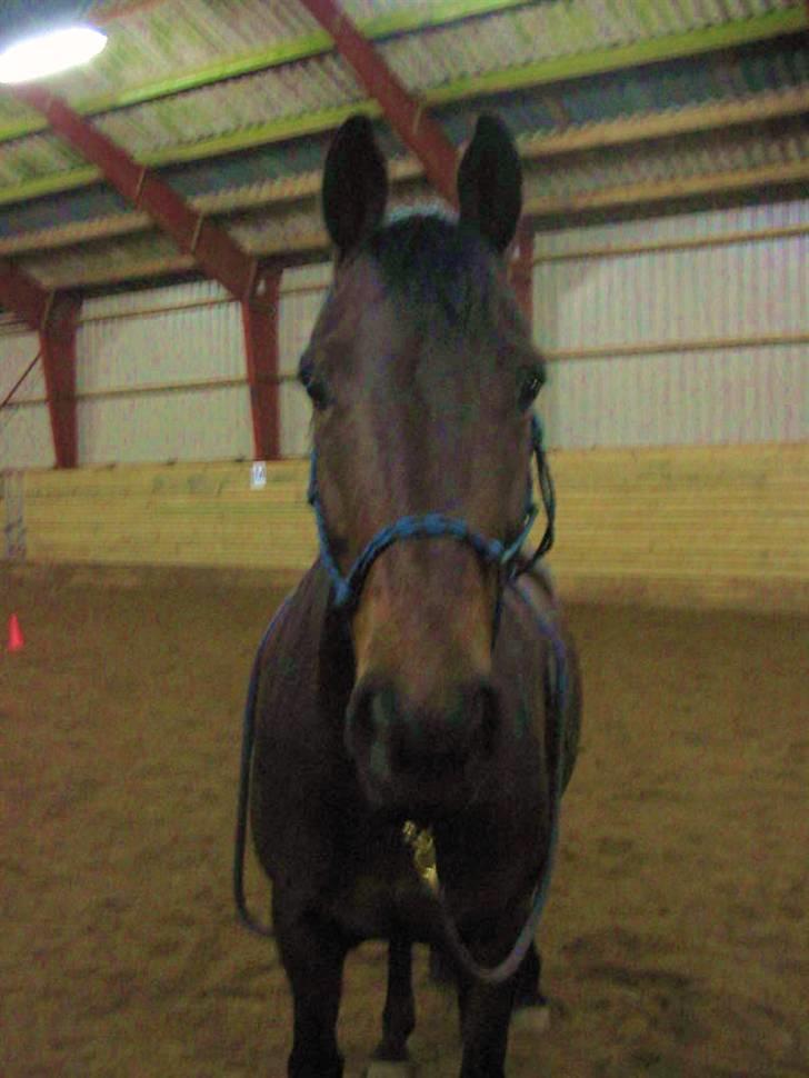 Anden særlig race Winston billede 8