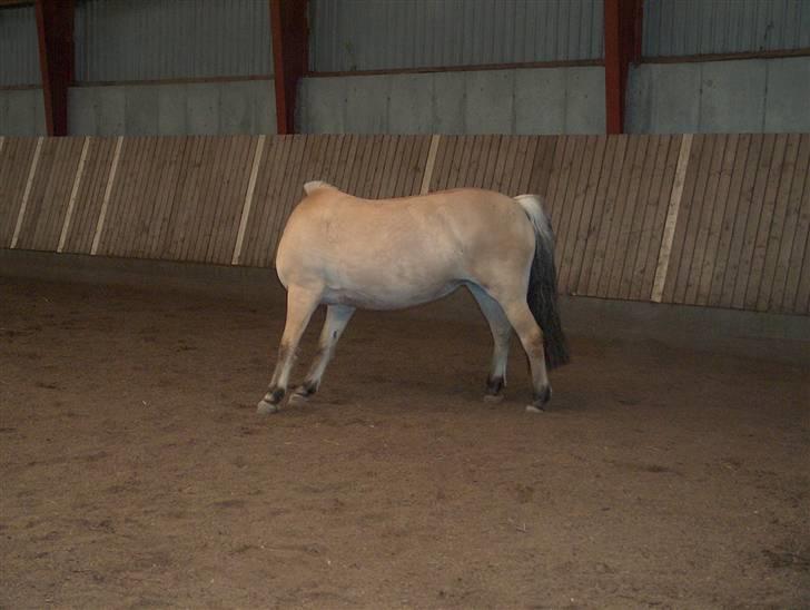 Fjordhest Musse/min søster's/Sandra - Hovedeløsse Musse xD billede 13