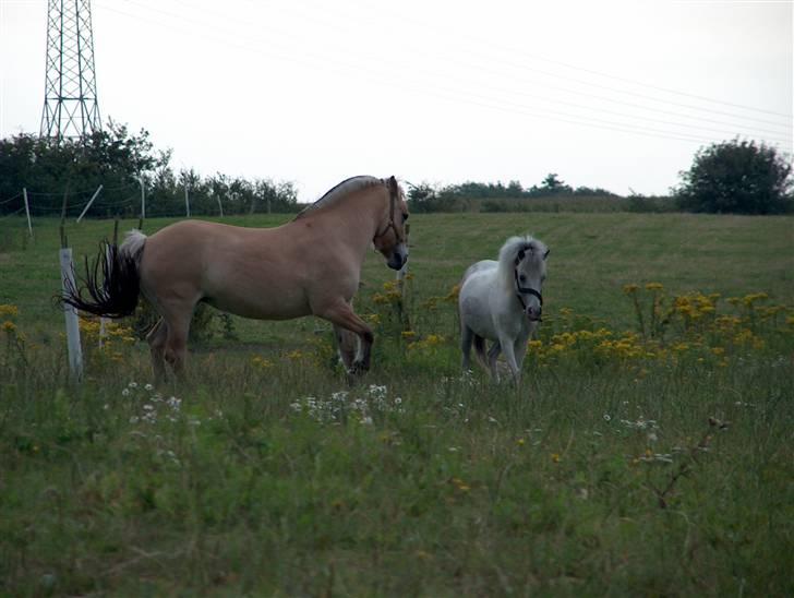 Fjordhest Musse/min søster's/Sandra - Musse jager Bobo :))) billede 14